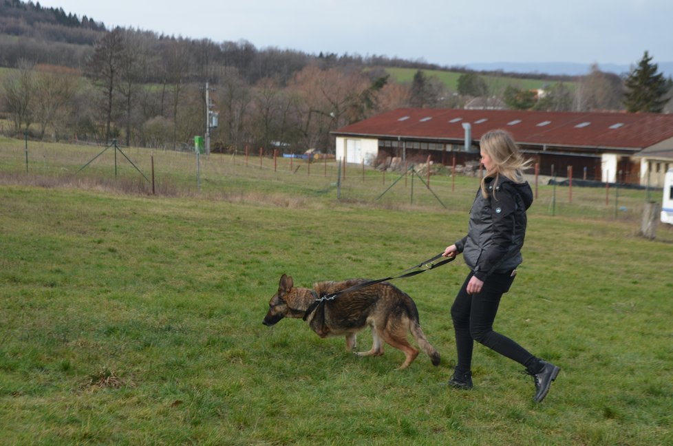 - Dva německé ovčáky, včetně Bena s amputovanou nohou, svěřila Dagmar Harigelová cvičitelce z Anidefu, ovšem pod podmínkou, že je neadoptuje nikdo další