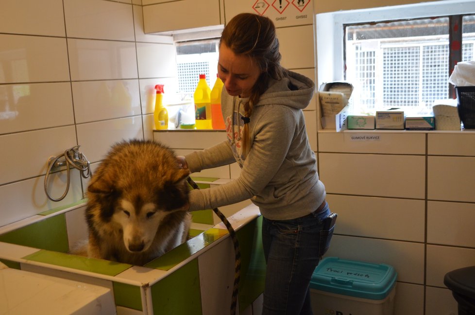 Psi z Pcher nejeví známky týrání, nejsou ani podvyživení. Jsou ale zanedbaní a silně zapáchají, v Anidefu proto museli do koupele