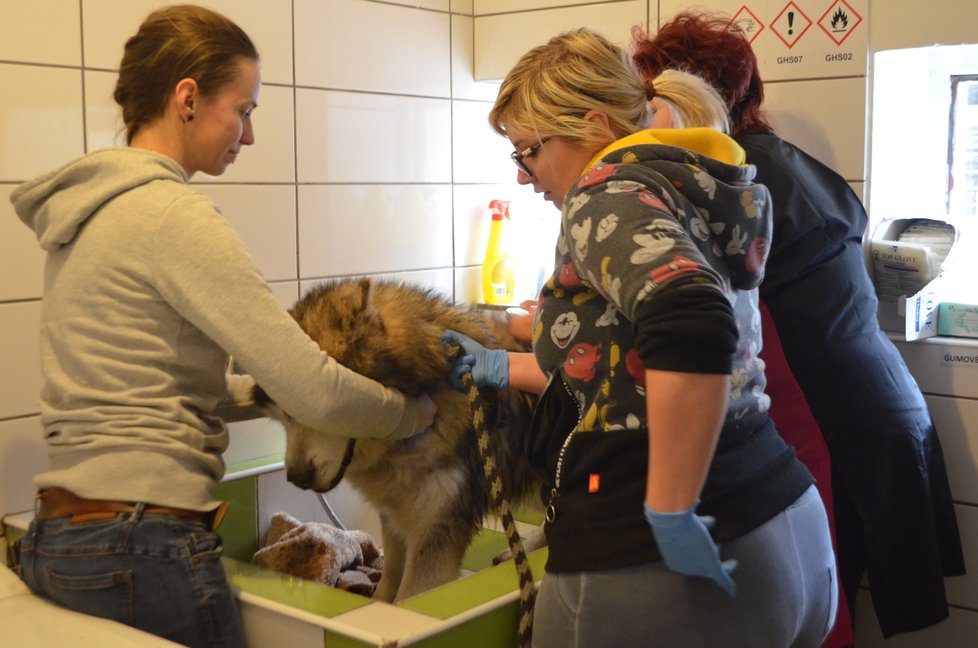 Psi z Pcher nejeví známky týrání, nejsou ani podvyživení. Jsou ale zanedbaní a silně zapáchají, v Anidefu proto museli do koupele