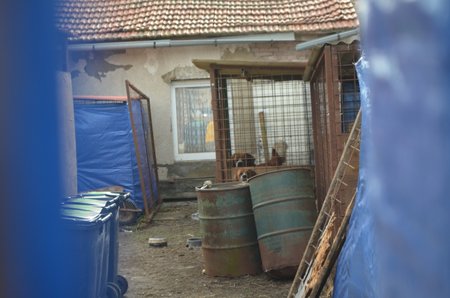 Část psů a věci ze zrušeného útulku si Dagmar Harigelová přestěhovala sem, k domu v Pcherách-Teodoru, kde bydlí. Jsou tu v kotcích zavření i dva bernardýni