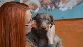 Nejhůře je na tom pejsek Brexa, je slepý a bez srsti, ukázala vedoucí útulku Gabriela Jägerová.