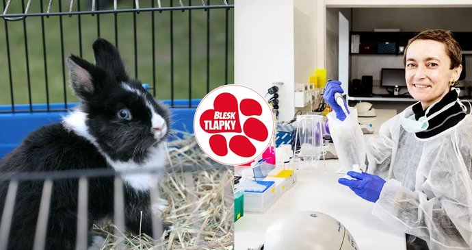 Kontroverzní vědkyně Peková má problém? Posílala králíky na smrt!