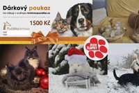 Vánoční fotosoutěž Blesk tlapek startuje. Tři nejlepší snímky s domácími mazlíčky odměníme