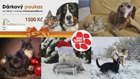 Vánoční fotosoutěž Blesk tlapek startuje. Tři nejlepší snímky s domácími mazlíčky odměníme