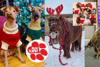 Naháči ve svetrech, smějící se kůň i leguán: Tohle jsou vítězové vánoční soutěže Blesk tlapek