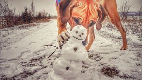Ňóňa (11), rhodéský ridgeback od Veroniky Drozdové