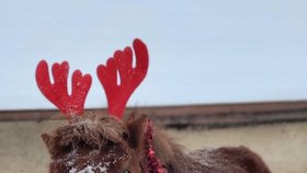 Vánoční „skorosobík“ minishetland  Kuki (5) od Barbory Sommerové