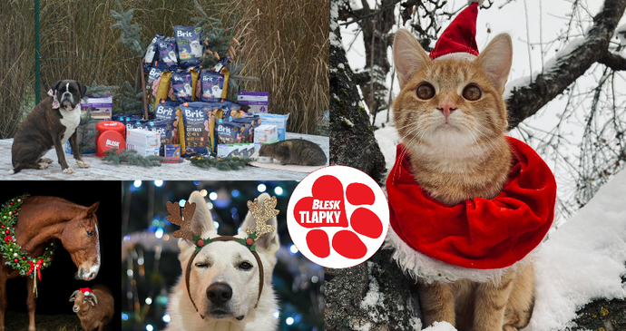 Paw Lightning: The Christmas Contest is here!  Take a photo of your pet and win great prizes