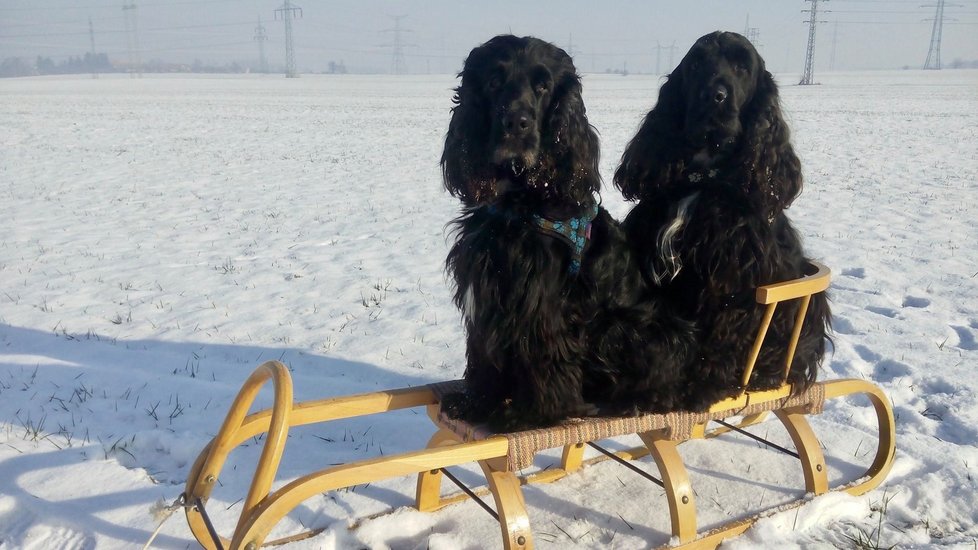 Z minulého ročníku soutěže:  Na fotce jsou Baddy 10let s Luckym 8let a jsou to angličtí kokršpaněle. Foto poslala Kateřina Fafkova