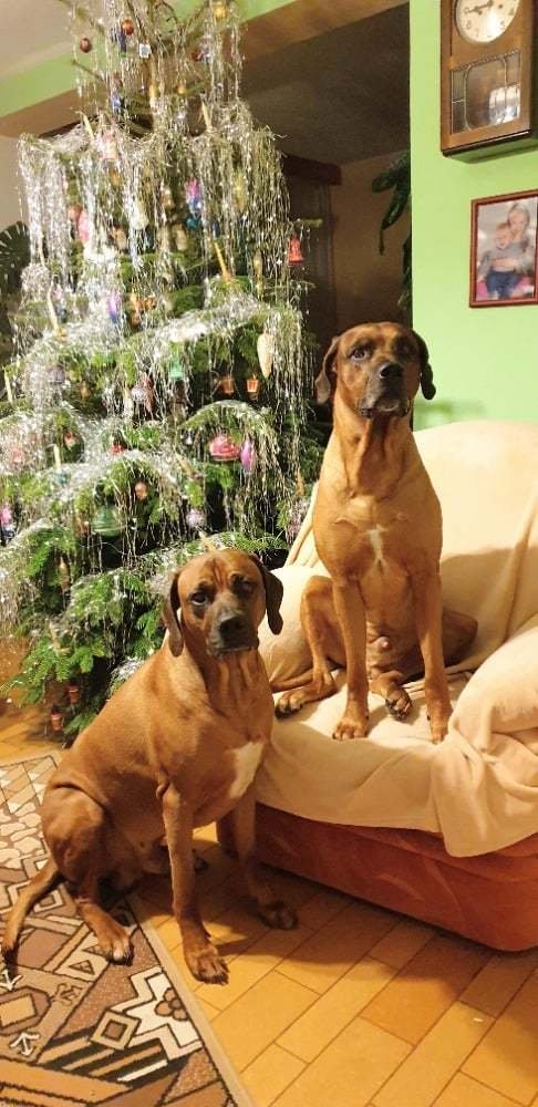 Rhodéský ridgeback Baard, 9 let, celým jménem Bentleyi Baard Giari Asante, a  Erdos od Řeky Novohradky, 7 let. Foto poslala Kateřina Navrátilová