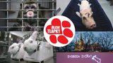 Děsivá podívaná! Svoboda zvířat ukazuje reálné pokusy na zvířatech, chce zastavit jejich utrpení