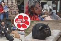 Další várka krmení pro útulky a spolky: Pochutnají si psí staroušci v hospici i kočky v Tibetu
