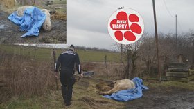 Kráva umírala u cesty několik hodin. Uspali ji až na popud zvířecích záchranářů