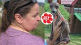 Problémová chovatelka měla ubrat psy, místo toho přibyl další! Porušila i zákon proti týrání