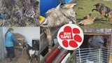 Dvě desítky mrtvých zvířat ve Štětí: Hrůzné týrání přežili jen dva kozli a dva psi!