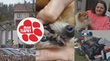 Manželé koupili nemocného psa za 13 tisíc. Naletěli množitelce, potvrdili veterináři