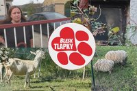 Vyhublé ovce a kozy, zápach a krysy. Chovatelka roky obtěžuje vesnici. Úřady pokutují, zvířata trpí dál
