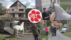 Úředníci z Černošic se po tlaku Blesk tlapek „rozhoupali“ a začali s odebíráním týraných zvířat v Číčovicích.