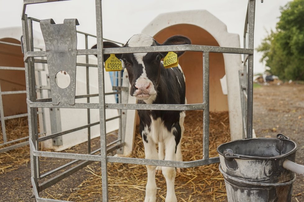 Všechny tyto otřesné záběry pochází z českých chovů