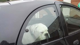 Když necháte psa zavřeného v autě, dosáhne teplota uvnitř během 15 minut 64 stupňů Celsia