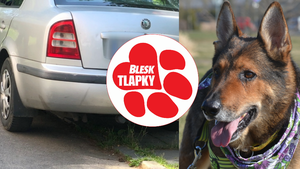 Policista z Vysočiny nechal svého psa zavřeného ve vedru v autě. Nebohý ovčák zemřel