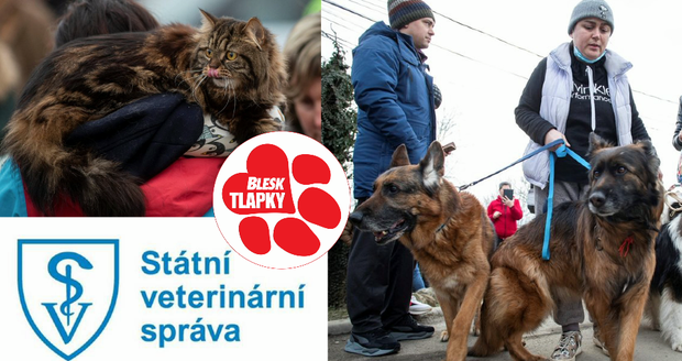 Češi zachraňují z válkou zmítané Ukrajiny i zvířata. Pozor na vzteklinu, varují veterináři