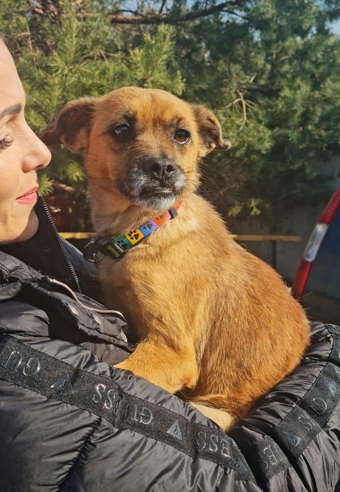 Šest psů z Ukrajiny přijal jako jeden z prvních útulek na Bouchalce. Informoval o tom na svém facebookovém profilu.