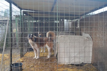 Takhle to v útulku vypadalo těsně před jeho likvidací, psi zavření v kotcích, voda v miskách zamrzlá, všude zápach a nepořádek