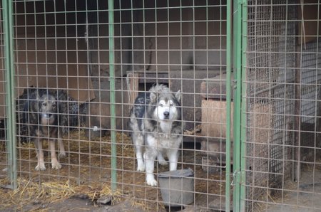 Takhle to v útulku vypadalo těsně před jeho likvidací, psi zavření v kotcích, voda v miskách zamrzlá, všude zápach a nepořádek