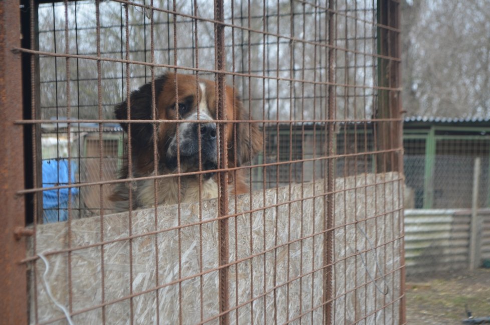 Takhle to v útulku vypadalo těsně před jeho likvidací, psi zavření v kotcích, voda v miskách zamrzlá, všude zápach a nepořádek