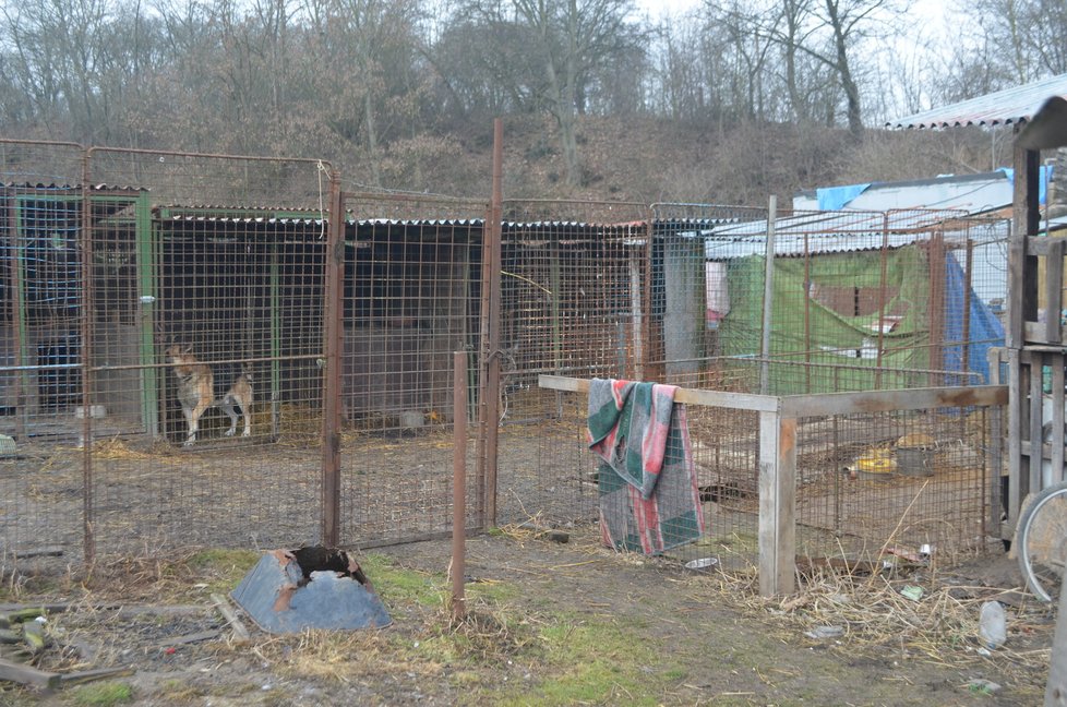 Takhle to v útulku vypadalo těsně před jeho likvidací, psi zavření v kotcích, voda v miskách zamrzlá, všude zápach a nepořádek