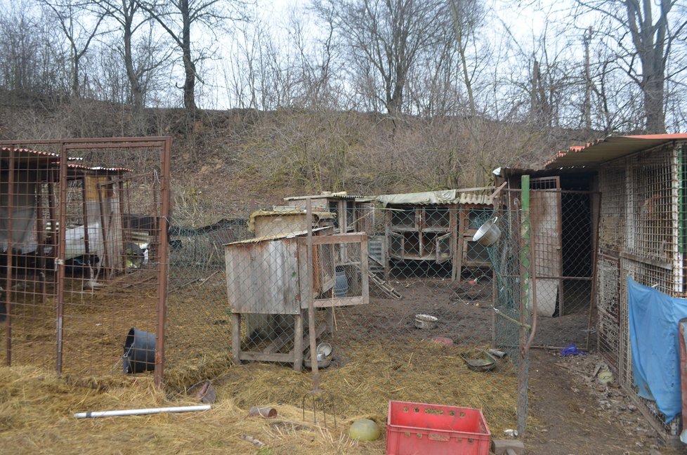 Takhle to v útulku vypadalo těsně před jeho likvidací, psi zavření v kotcích, voda v miskách zamrzlá, všude zápach a nepořádek