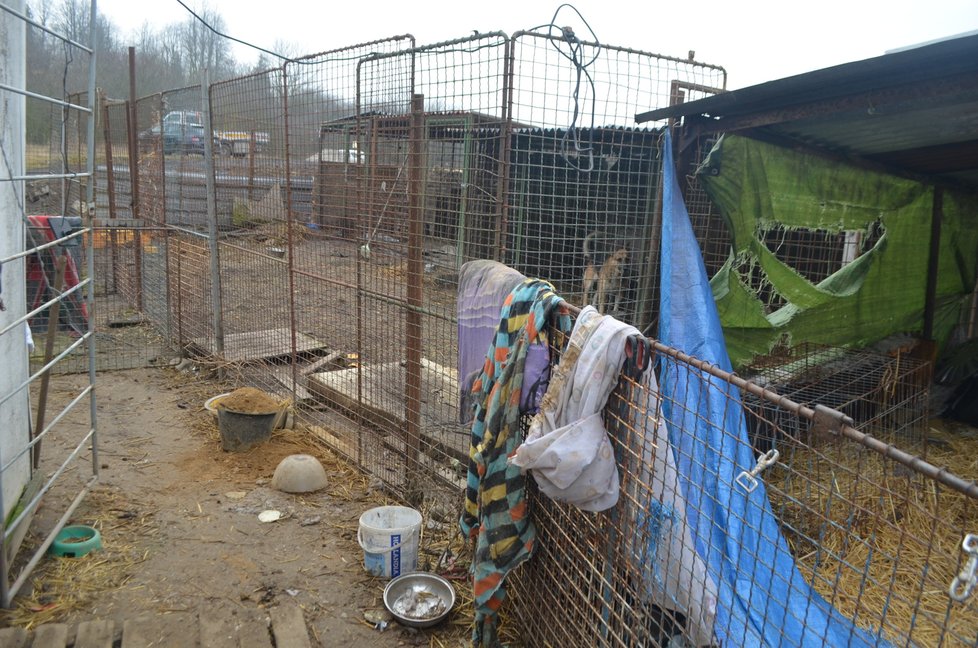 Takhle to v útulku vypadalo těsně před jeho likvidací, psi zavření v kotcích, voda v miskách zamrzlá, všude zápach a nepořádek