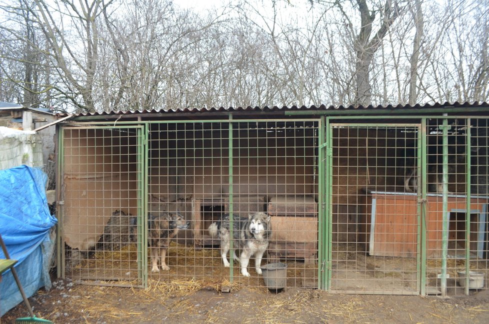 Takhle to v útulku vypadalo těsně před jeho likvidací, psi zavření v kotcích, voda v miskách zamrzlá, všude zápach a nepořádek