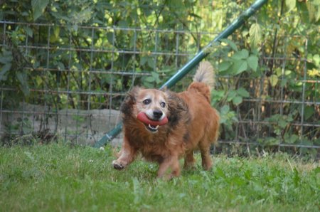 Ben je na svůj věk aktivní a podle veterinářky zcela zdravý