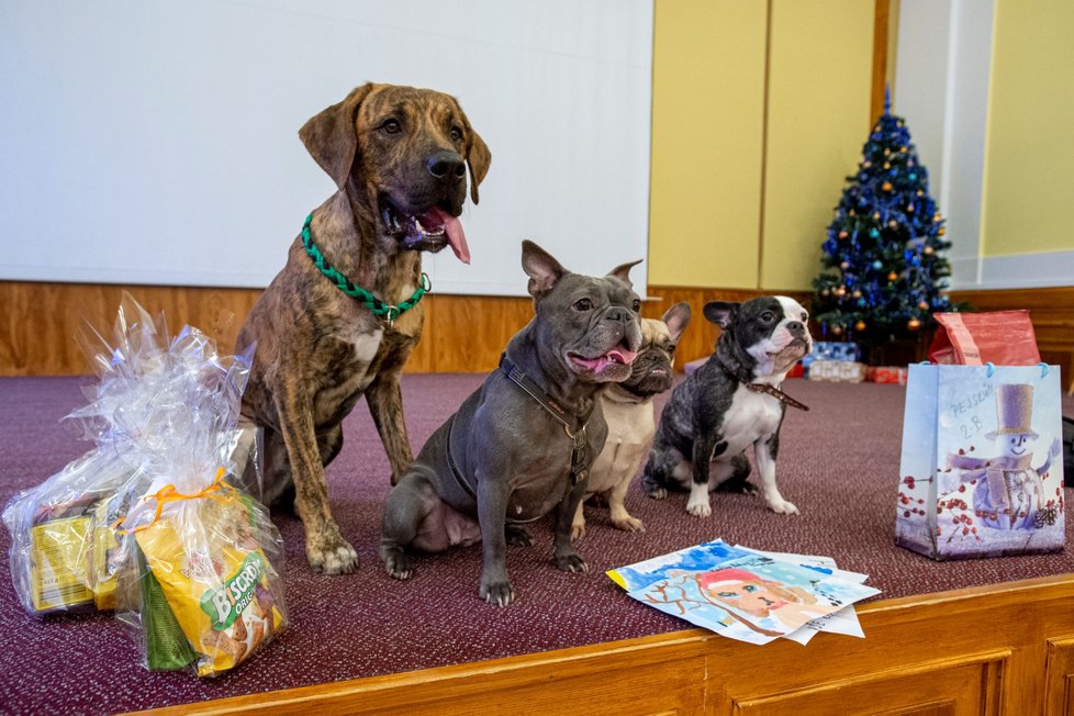 Zástupci záchranných spolků si s dětmi povídali o své dobrovolnické práci, o množírnách a řeč přišla i na to, že pes není vhodný vánoční dárek.