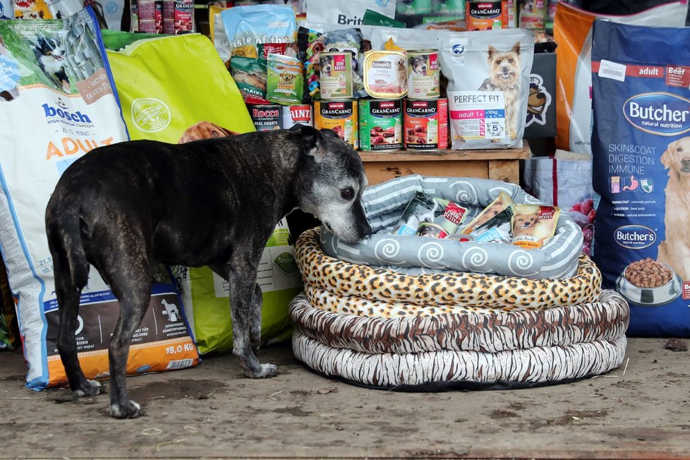 Stovky kilogramů granulí, konzervy a spoustu dalších dobrot přivezly do psího domova U Lišky redaktorky Blesk tlapek.
