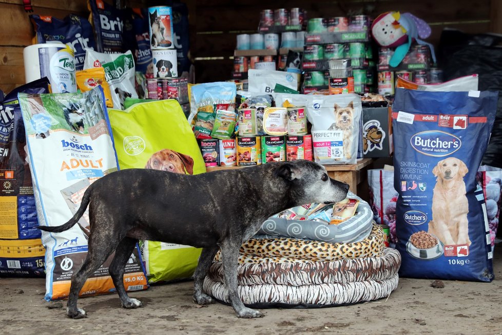Stovky kilogramů granulí, konzervy a spoustu dalších dobrot přivezly do psího domova U Lišky redaktorky Blesk tlapek.