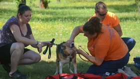 V letních teplých dnech bývají často voláni k případům přehřátí a kolapsům z vedra