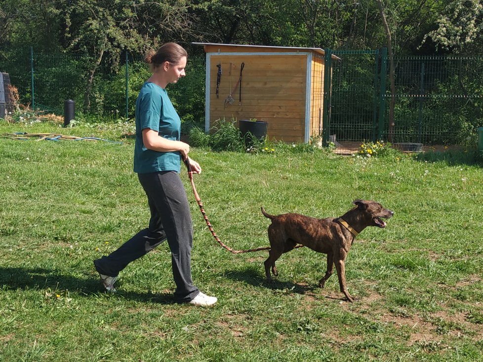 Spajk je nevybitý, potřebuje vyrovnaného klidného člověka, který s ním bude umět pracovat