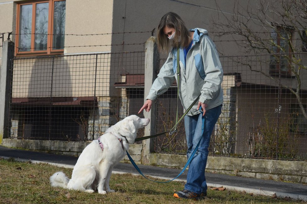 Psi, které si majitelé pořídili v době koronakrize, potřebují výcvik. Základní povely nestačí