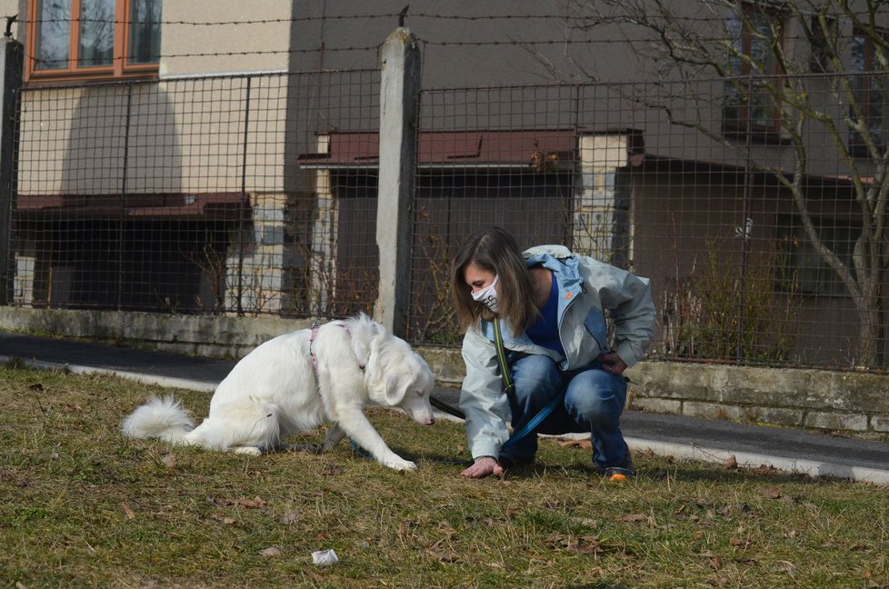 Psi, které si majitelé pořídili v době koronakrize, potřebují výcvik. Základní povely nestačí