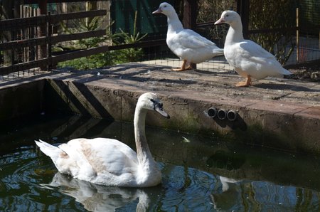 Záchranná stanice je určena všem volně žijícím živočicům