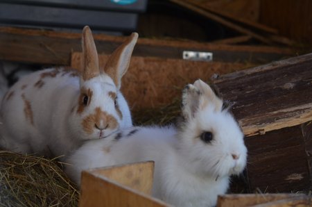 Jedním z prvních zvířat, která se ocitla v záchranné stanici kvůli koronakrizi, je hnědobílý králík Karamelka
