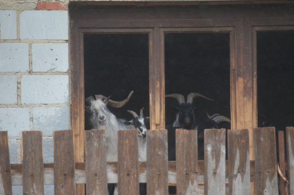 Kozy žijí v patře domu, na příchozí vykukují z balkonového okna.