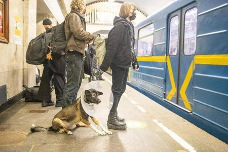 Lidé na Ukrajině svá zvířata neopouští, i když kolem zuří válka
