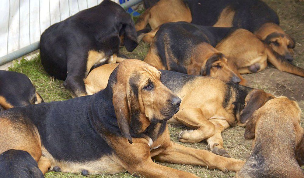 Smečka rozvalených bloodhoundů