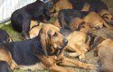 Smečka rozvalených bloodhoundů
