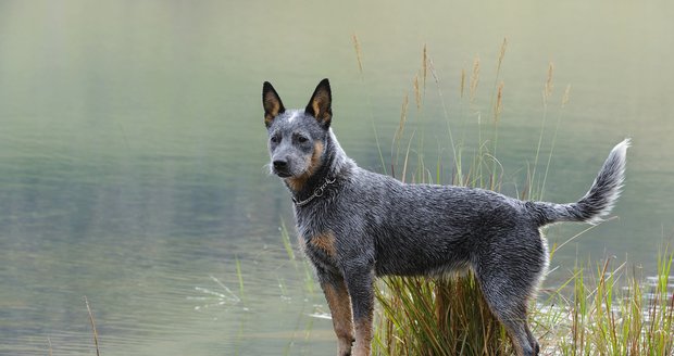 10. místo  Australský honácký pes. Původně byl vyšlechtěn honáky dobytka, kteří potřebovali psy vytrvalé, houževnaté, ale i samostatné a dobře ovladatelné. V dnešní době se využívají i k vyhledávání drog nebo výbušnin a k záchranářskému výcviku.