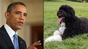 Obama v Bílém domě přivítal nového pejska - fenku Sunny